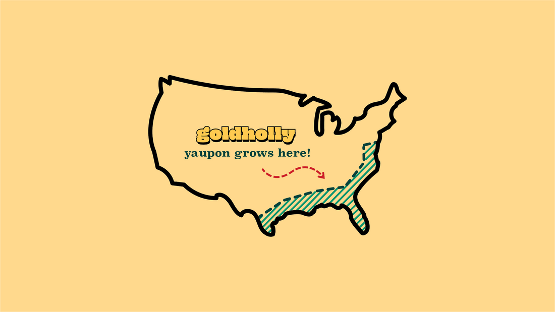 Map of the United States showing yaupon holly's native growing region in the southeastern states, with Goldholly branding and 'yaupon grows here!' text highlighting the domestic sourcing of America's only native caffeine plant.