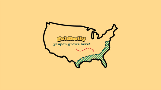 Map of the United States showing yaupon holly's native growing region in the southeastern states, with Goldholly branding and 'yaupon grows here!' text highlighting the domestic sourcing of America's only native caffeine plant.