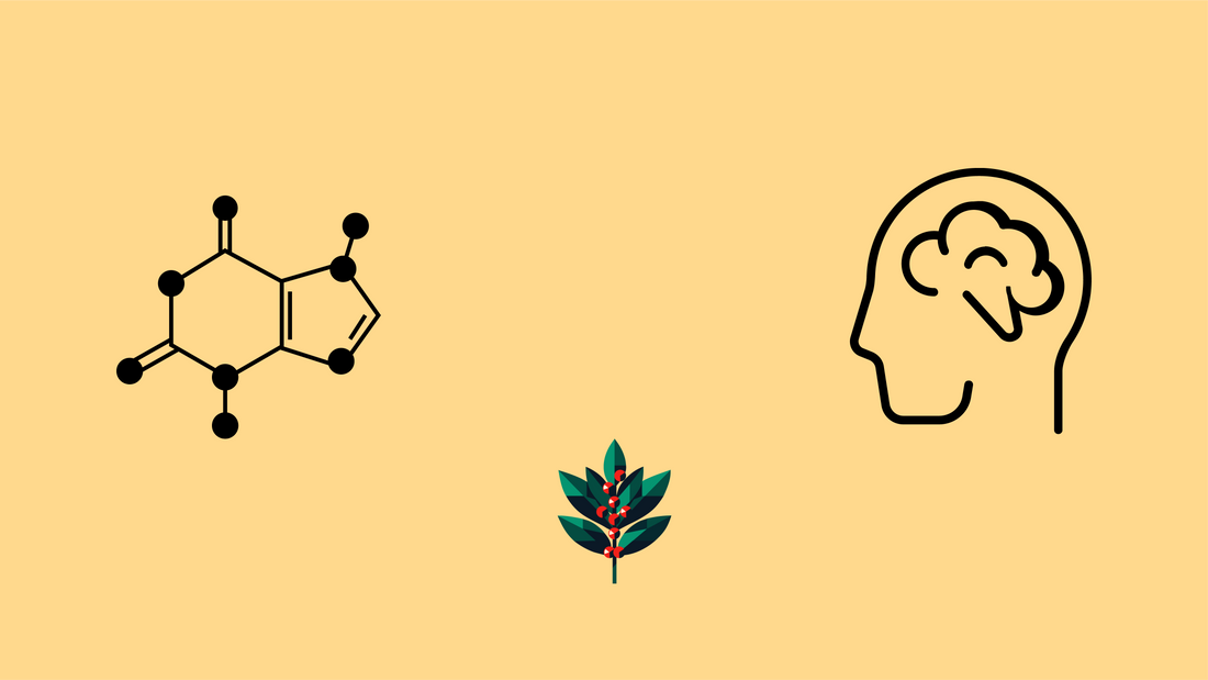 Banner with yellow background and the Goldholly yaupon leaf logo flanked by black icons of the theobromine chemical compound structure and a human head with a brain outline.