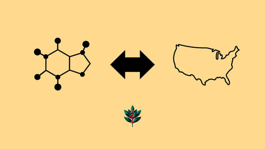 Graphic illustrating yaupon holly as a native, sustainable caffeine source in the United States, featuring a caffeine molecular structure, USA map outline, and yaupon leaves on a yellow background.
