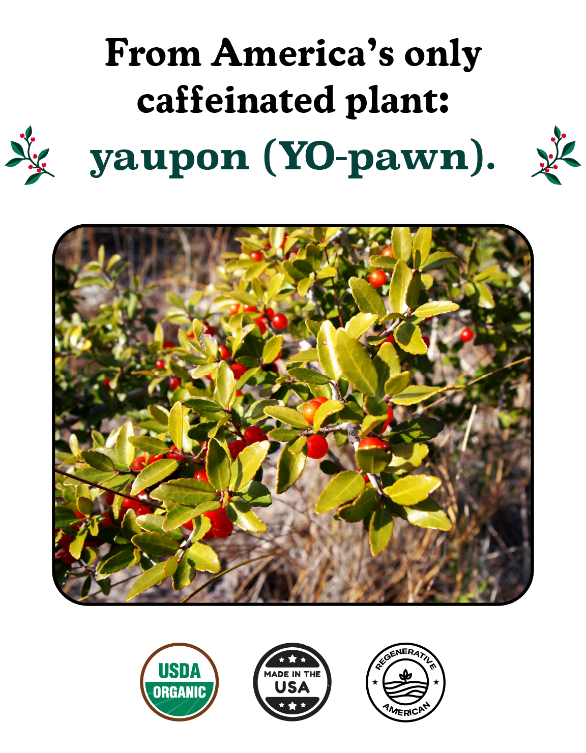 A banner showing America's only caffeinated plant, yaupon holly, alongside a picture of a yaupon branch and 3 seals: USDA Organic, Made in USA, and Regenerative American.