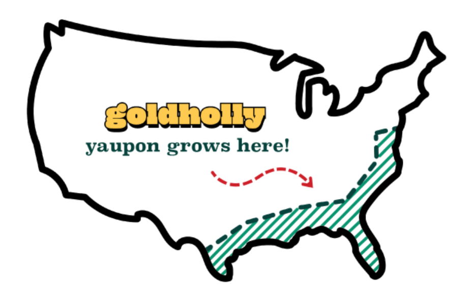 A map of the U.S. and the words 'Goldholly yaupon grows here', with a green portion of the map highlighted to demonstrate the southern range of yaupon.