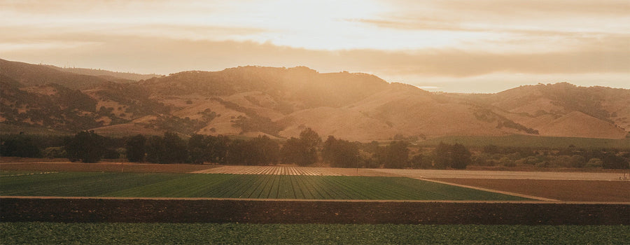 Why American-Grown Yaupon Makes for Better Tea