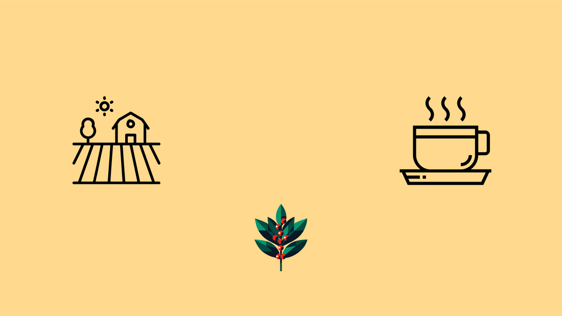 Farm to cup journey banner showing harvest to brewing process representing Goldholly yaupon tea's transparent American supply chain from Southeast forests to your cup