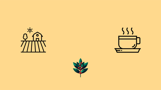 Farm to cup journey banner showing harvest to brewing process representing Goldholly yaupon tea's transparent American supply chain from Southeast forests to your cup