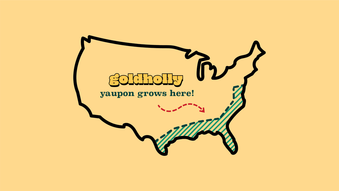 United States map showing Southeast region where yaupon grows naturally, illustrating Goldholly's regional American sourcing from Texas and Florida family farms