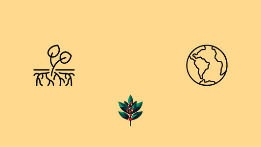 Regenerative agriculture banner showing yaupon plant with deep root system improving soil health, representing Goldholly's wild-harvest sustainability from native Southeastern forests