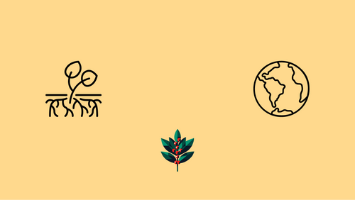 Yaupon & the Planet: Why Our Wild Harvest Is Good for the Earth