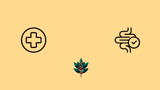 Gut health concept illustration showing digestive system with beneficial microbiome, representing how Goldholly yaupon tea supports digestive wellness with polyphenols and no tannins