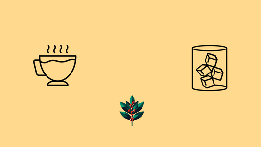 Geometric illustration showing hot yaupon tea in steaming cup and iced tea with ice cubes flanking Goldholly's signature teal yaupon holly leaf with red berries on cream background