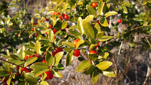 Native yaupon holly growing naturally in southeastern United States with rainwater only, demonstrating sustainable American cultivation without irrigation, synthetic pesticides, or fertilizers for domestic caffeinated beverages