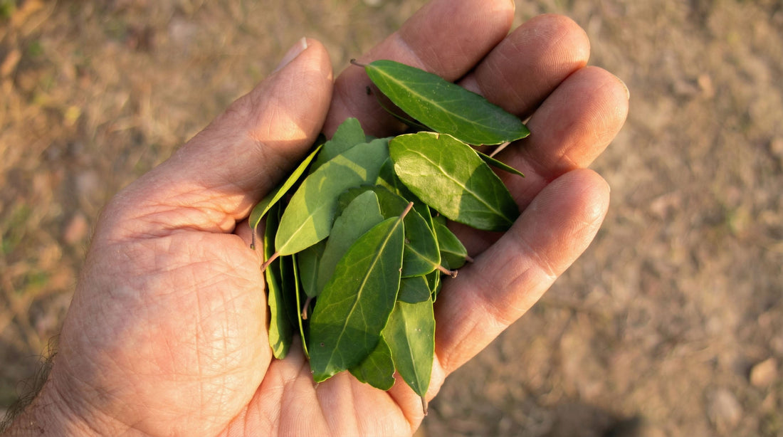 The Science Behind Yaupon's Antioxidant Power