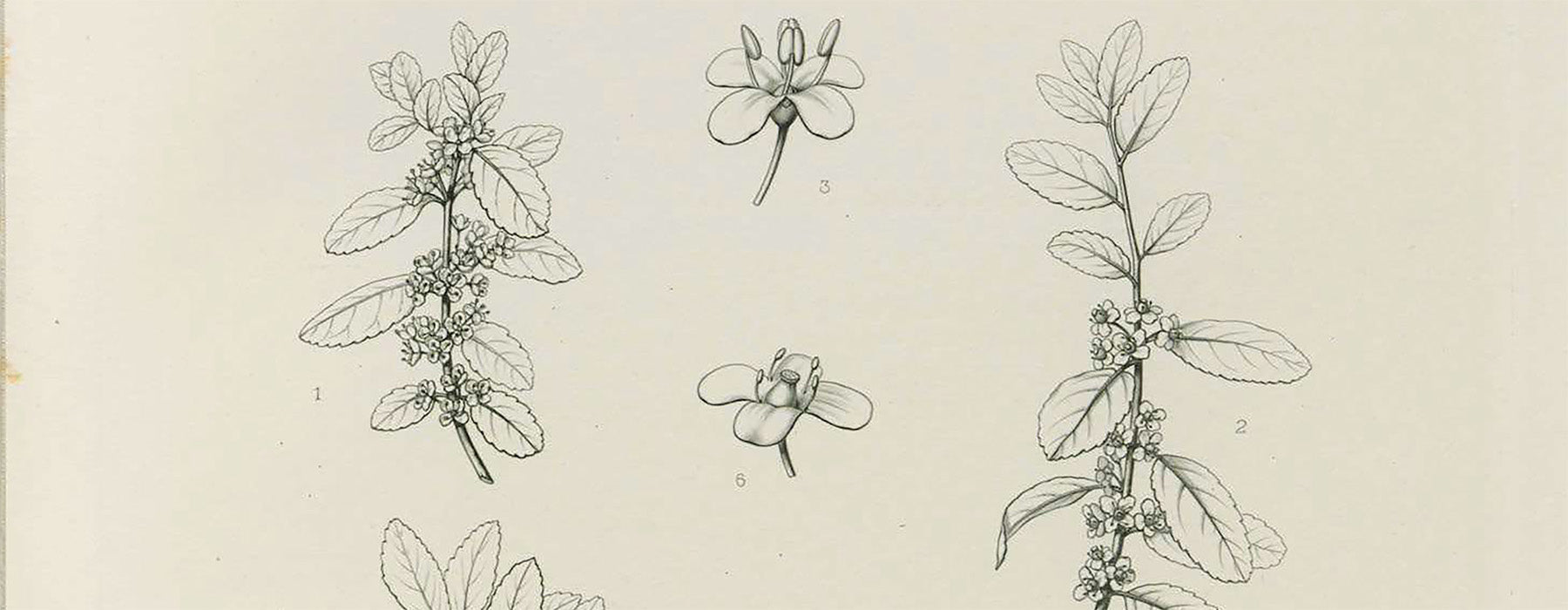 Yaupon, The Plant, and Its Name