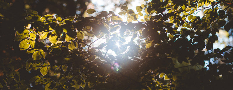 Sip for Sustainability