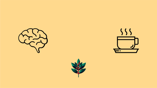 Illustration showing yaupon tea's triple-alkaloid advantage for focus: brain icon representing mental clarity, yaupon holly leaves with red berries symbolizing natural caffeine, and steaming tea cup on warm background