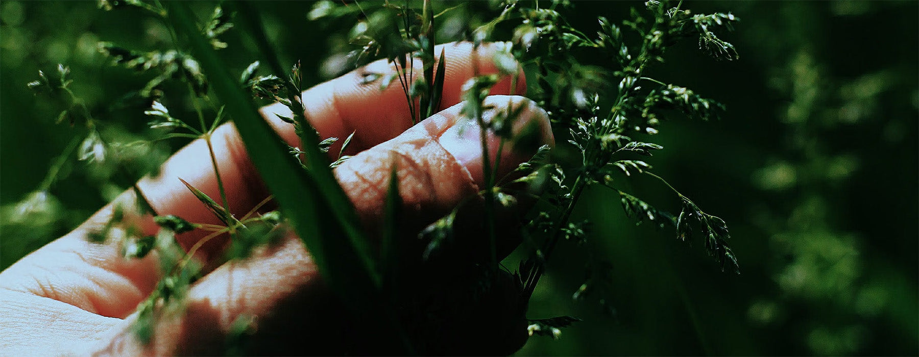 Yaupon & the Planet: Why Our Wild Harvest Is Good for the Earth