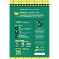Back panel of Goldholly Mellow yaupon tea pouch showing America's Only Caffeinated Plant story, How to Enjoy brewing instructions, Energy Your Way dosing guide, Nurturing What's Native conservation message with Florida Panther, and plant-based teabag details--7