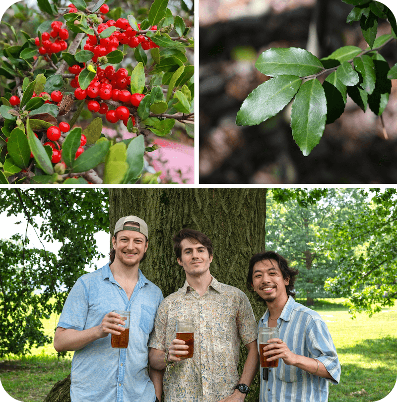 Vibrant red yaupon holly berries nestled among lush green leaves, showcasing America's only native caffeinated plant. Three smiling Goldholly founders celebrating outdoors with glasses of refreshing iced organic American supertea, embracing the smooth energy and sustainable heritage that nourishes both body and land.