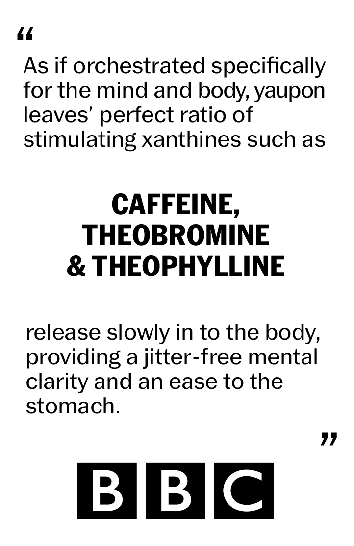 BBC quote describing yaupon's natural ratio of caffeine, theobromine, and theophylline, which release slowly into the body for jitter-free mental clarity and ease on the stomach.