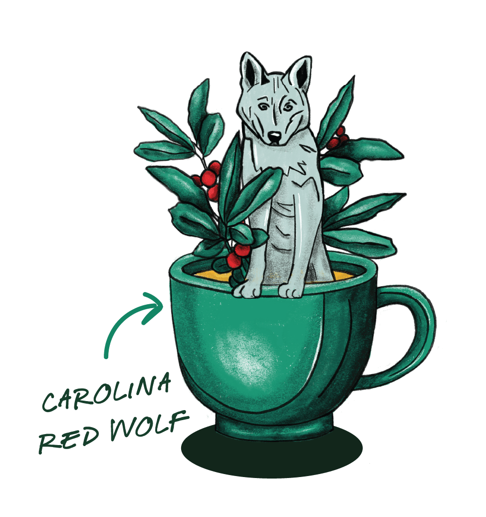 Illustration of a Carolina Red Wolf with a North Carolina state silhouette, representing the endangered native species Goldholly supports through regenerative yaupon sourcing in the American South.