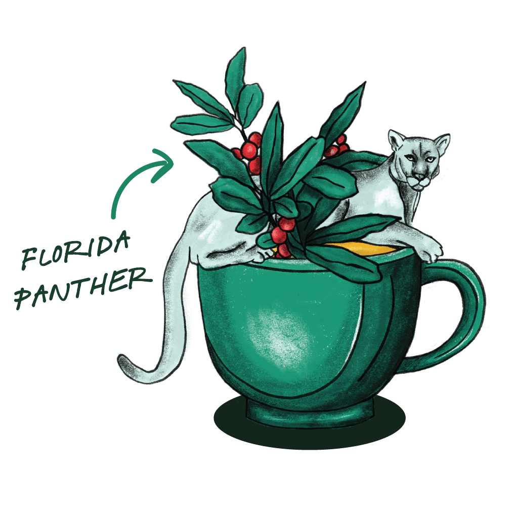 Illustration of a Florida Panther with a Florida state silhouette, representing the endangered native species Goldholly supports through regenerative yaupon sourcing in the American South.