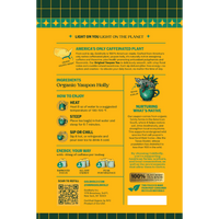 Goldholly Original organic yaupon tea packaging back: brewing instructions, ingredients organic yaupon holly, about 30mg caffeine per teabag, 100% plant-based tea bags--7