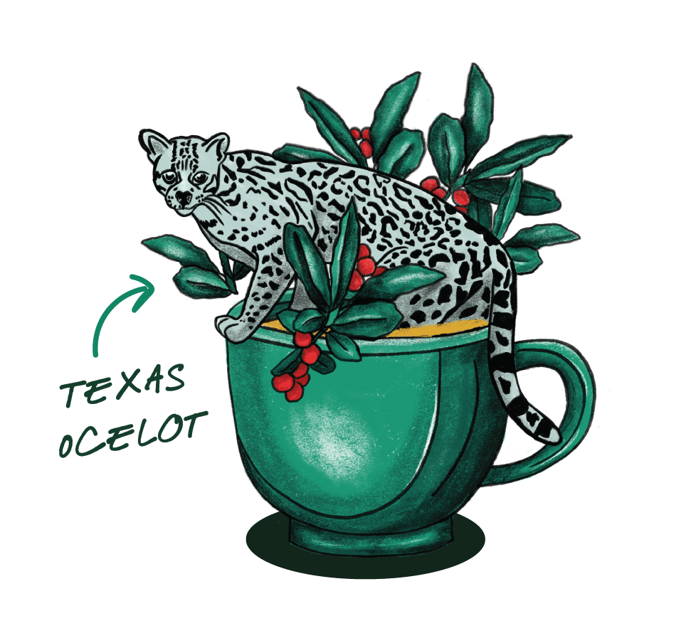 Illustration of a Texas Ocelot with a Texas state silhouette, representing the endangered native species Goldholly supports through regenerative yaupon sourcing in the American South.
