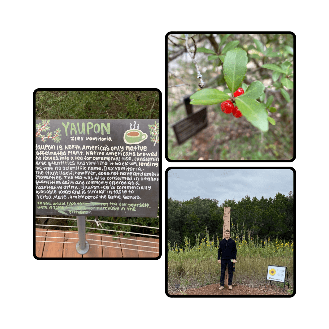 Collage of three images showcasing Goldholly's connection to yaupon holly: a chalkboard explaining the history and cultural significance of yaupon (Ilex vomitoria), a close-up of yaupon holly leaves with red berries, and a person standing in a field near a sign about sustainable farming. Highlights the organic and regenerative roots of Goldholly's brand story.