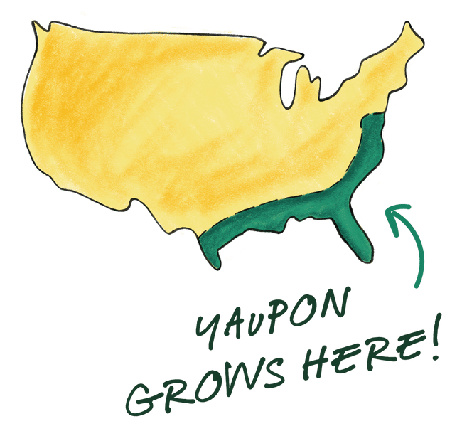 From {American Soil} to Your Daily Ritual