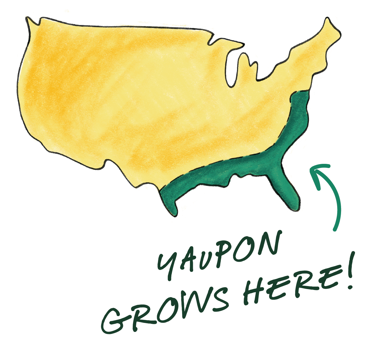 Hand-illustrated map of the United States showing the American South highlighted in green with a "yaupon grows here" label, marking yaupon holly's native range across the southeastern states where Goldholly sources its tea.