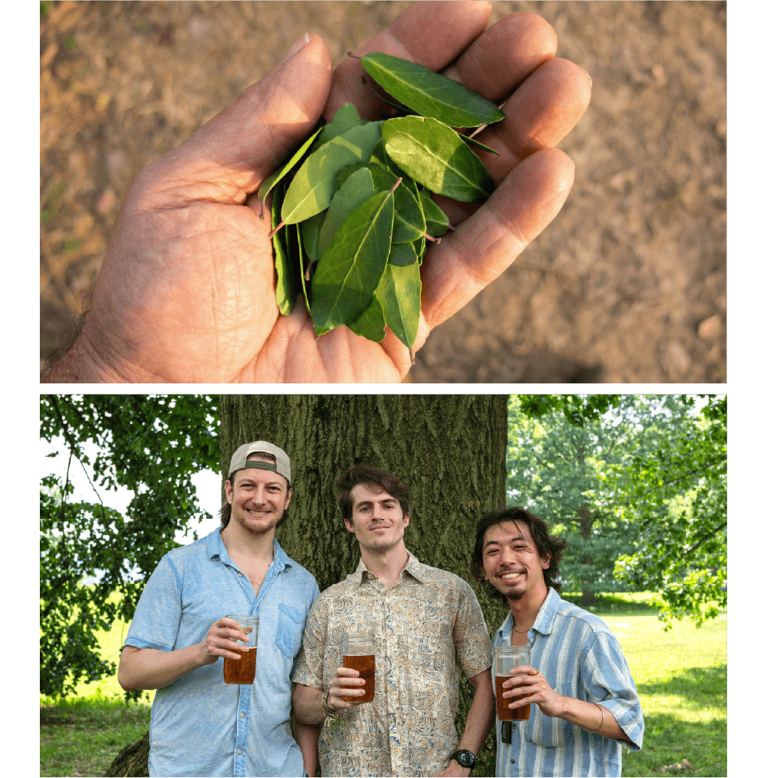 Freshly picked yaupon holly leaves held in an open hand, alongside Goldholly co-founders Liam Trotzuk, Andrew Little, and Jeffrey Chung standing together outdoors holding glasses of brewed yaupon tea.