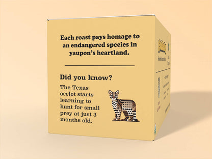 Goldholly Organic Yaupon Tea Light Roast box packaging left panel featuring educational content about the Texas ocelot, explaining how the young cats learn to hunt at 3 months old. Includes a stylized geometric ocelot illustration and mentions how each roast pays homage to endangered species in yaupon's heartland, set against a yellow background.