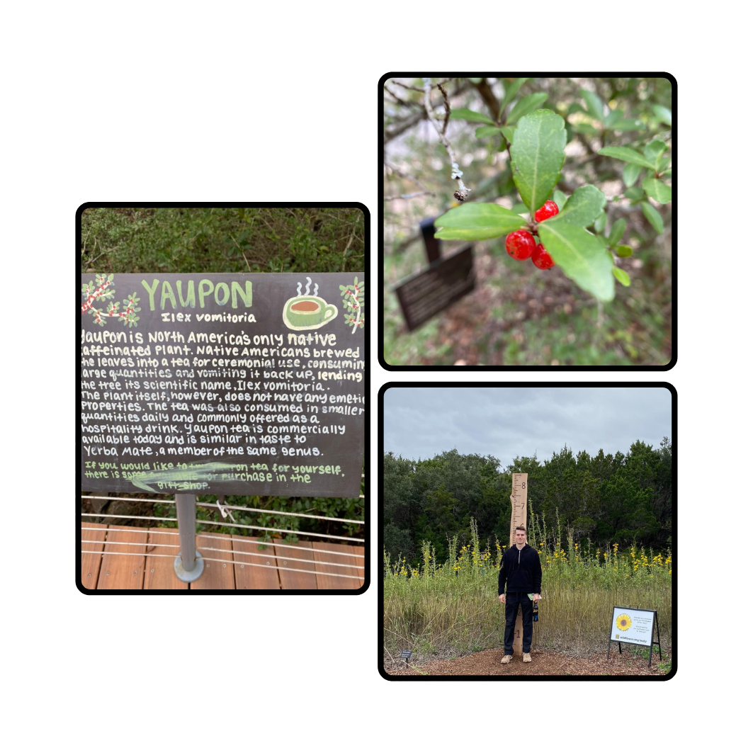 Images from the Lady Bird Johnson Wildflower Center in Texas, showing a placard about yaupon, a yaupon branch, and a picture of one of the founders in front of a field of sunflowers.