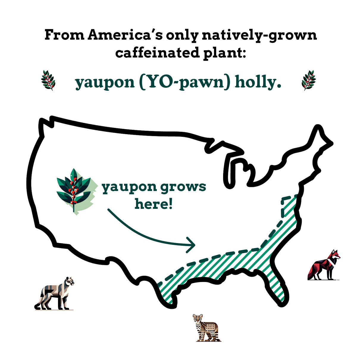 A map of the United States showing where yaupon holly grows, fringed by animals.