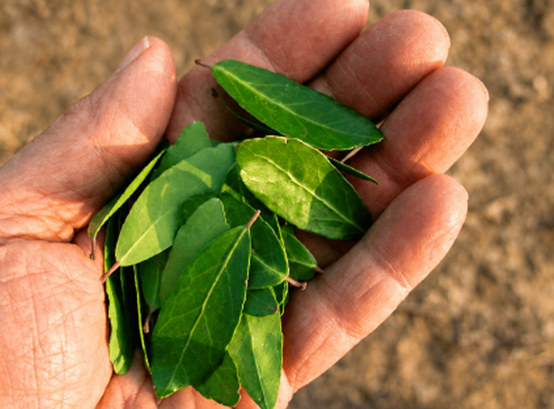 America’s
Native Superleaf