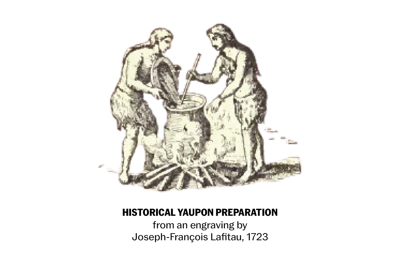 Historical engraving depicting Indigenous people preparing yaupon holly tea over an open fire, illustrating the plant's centuries-long heritage as North America's only native caffeinated beverage.