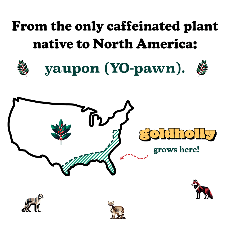 Illustration showcasing yaupon holly as the only caffeinated plant native to North America, with a map highlighting its growing regions in the southeastern United States. Text includes pronunciation ('yo-pawn') and branding for Goldholly, emphasizing its sustainable and regional roots. Features small animal icons.