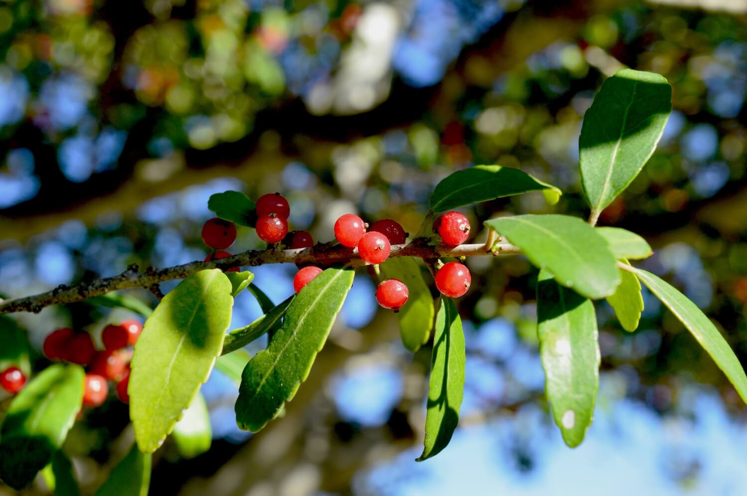 Close-up of a yaupon holly branch with vibrant red berries and glossy green leaves, set against a blurred background of dappled sunlight. Showcases the organic and sustainable qualities of this caffeine-rich, native North American plant.