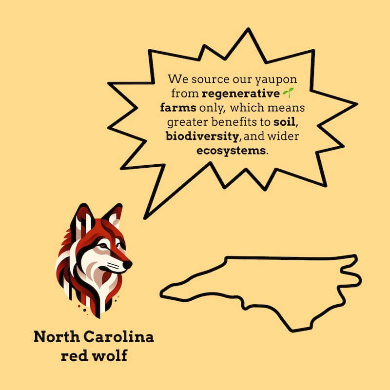 Graphic emphasizing Goldholly's commitment to sourcing yaupon holly from regenerative farms, benefiting soil, biodiversity, and ecosystems. Features a bold illustration of the North Carolina red wolf and an outline of North Carolina, underscoring regional and ecological connections to sustainable practices.