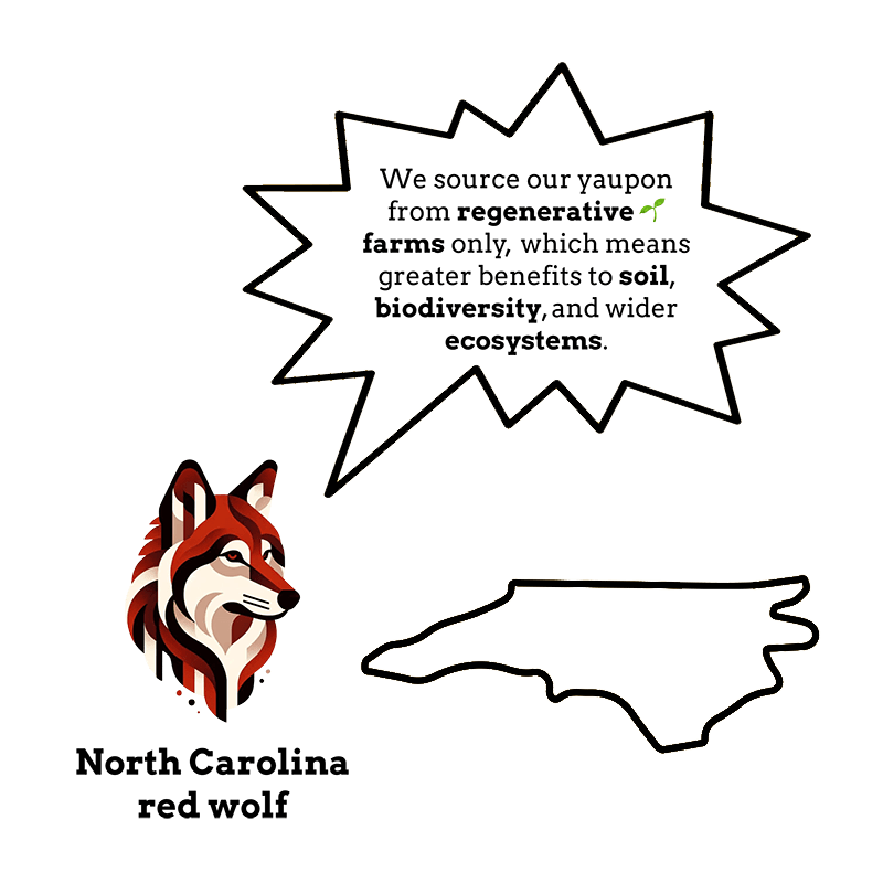 Graphic emphasizing Goldholly's commitment to sourcing yaupon holly from regenerative farms, benefiting soil, biodiversity, and ecosystems. Features a bold illustration of the North Carolina red wolf and an outline of North Carolina, underscoring regional and ecological connections to sustainable practices.